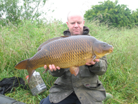 Springfield common carp